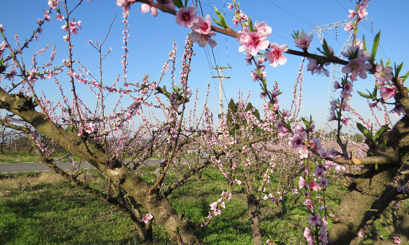 Temperaturas ocasionaram florescimento das cultivares mais precoces de pessegueiros