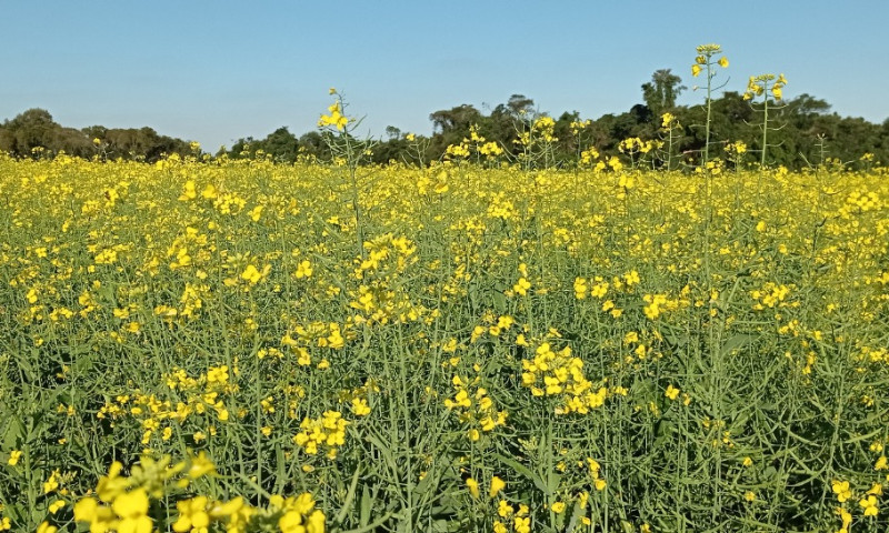 Plantio da canola é concluído e plantas apresentam boa sanidade