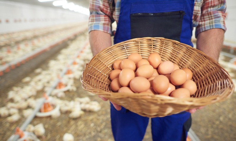Dia do Avicultor: em meio à altas históricas de custos, produtores mantém esforços para garantir oferta ao mercado brasileiro