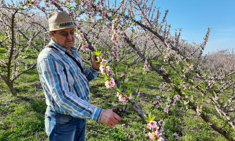 Enquanto algumas frutícolas estão em plantio ou colheita, outras estão em período de manejo