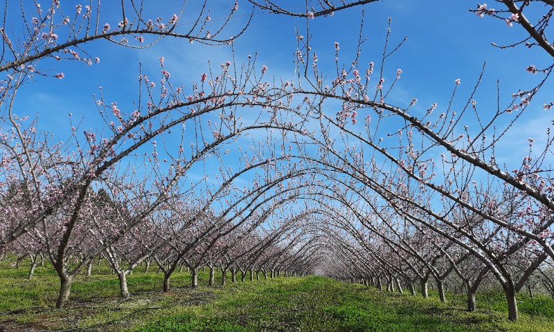 Frio deverá beneficiar florada de variedades tardias de pessegueiros e ameixeiras