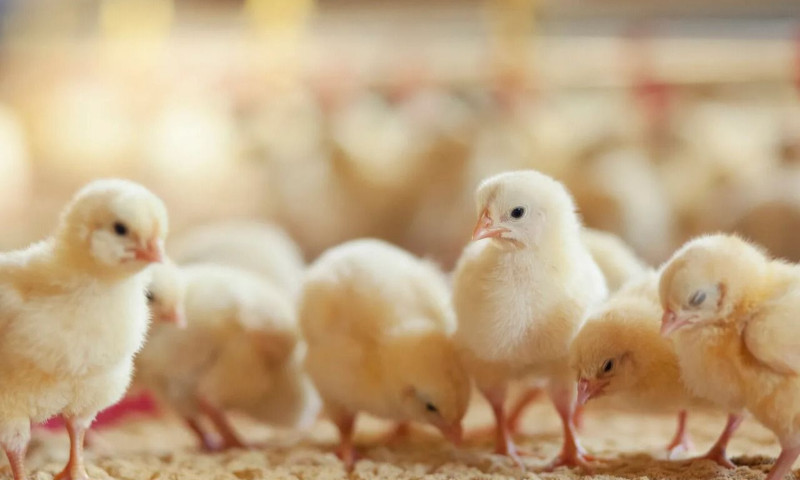 ABPA projeta desempenho da produção, consumo e exportações para o ano