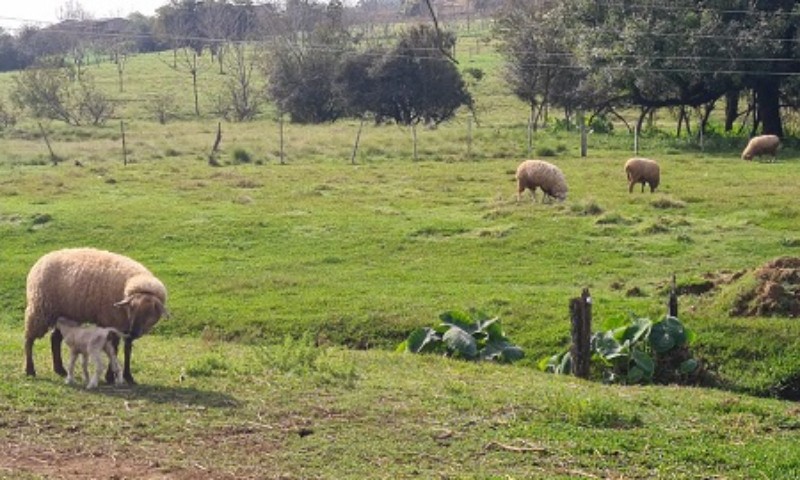 Ovinos apresentam melhora no estado corporal