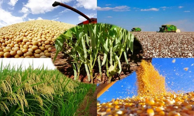 ECONOMIA: Produção agropecuária do Brasil alimenta 1 bilhão de pessoas no mundo