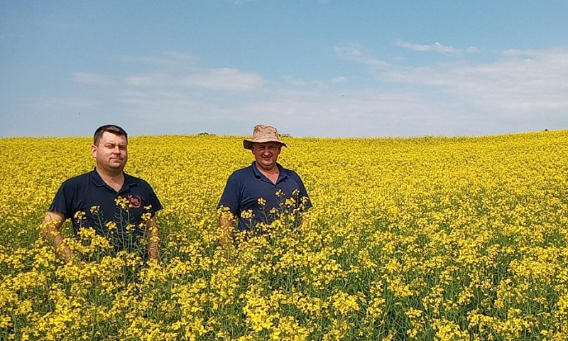 Cultivo de canola registra crescimento no Noroeste do Rio Grande do Sul