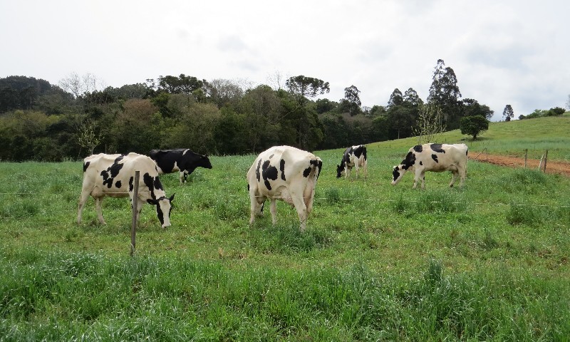 Pastagens apresentam boas condições no Rio Grande do Sul