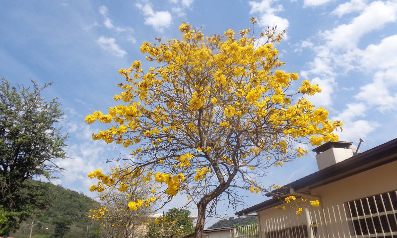 PROGNÓSTICO: Primavera começa nesta quinta-feira e dá início ao plantio das principais culturas de verão