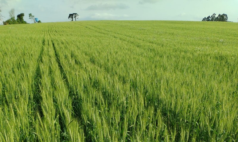 Lavouras de trigo apresentam bom desenvolvimento e boa sanidade de plantas