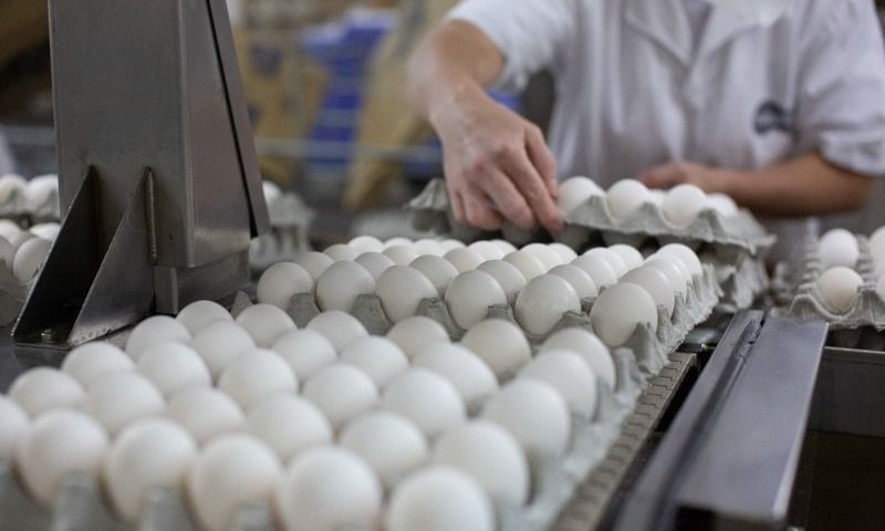 Dia Mundial do Ovo: setor celebra data com crescimento de consumo e expectativa de melhora na competitividade