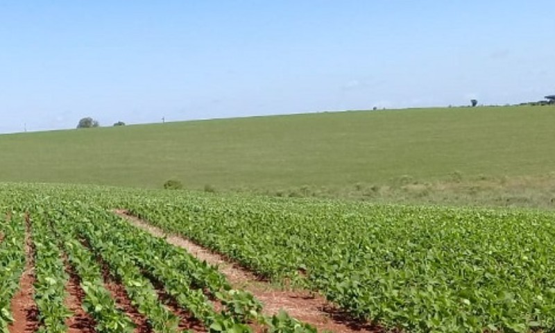 Clima quente e seco interfere na implantação das lavouras de soja no RS