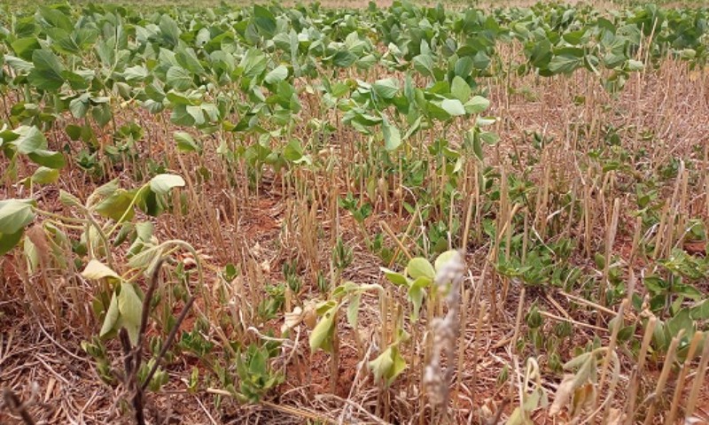 Plantio da soja no RS atinge 93% da área estimada
