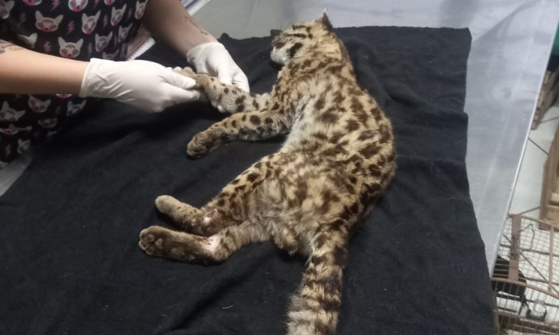 3° BA da BM resgata quatro animais silvestres na região de Passo Fundo