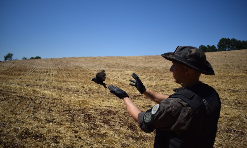 3° Batalhão Ambiental da Brigada Militar resgata 105 pássaros silvestres presos em cativeiros