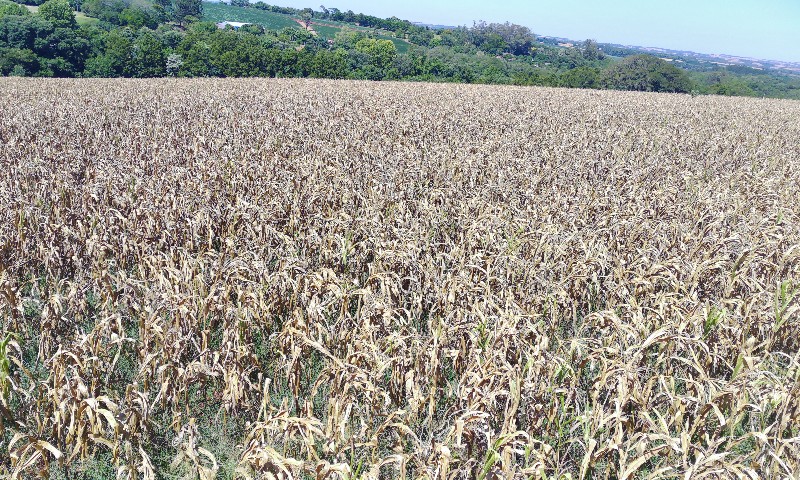 Chuvas irregulares beneficiam semeadura e lavouras de milho recém-implantadas