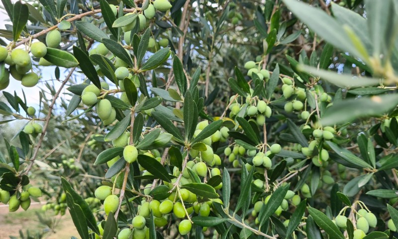 Oliveiras seguem em plena frutificação