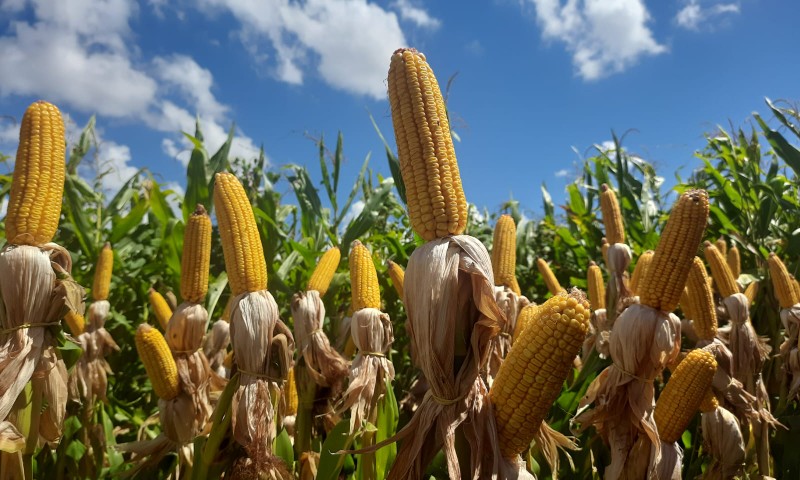 Colheita do milho alcança 46% da área total estimada