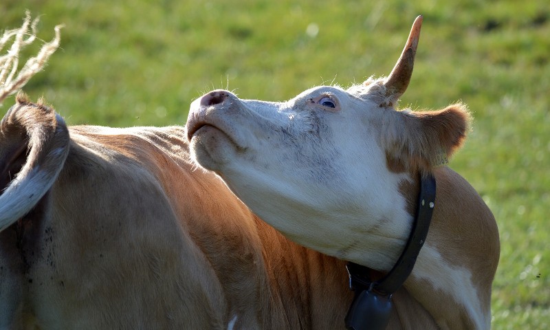 Ministério da Agricultura confirma caso de mal da vaca louca