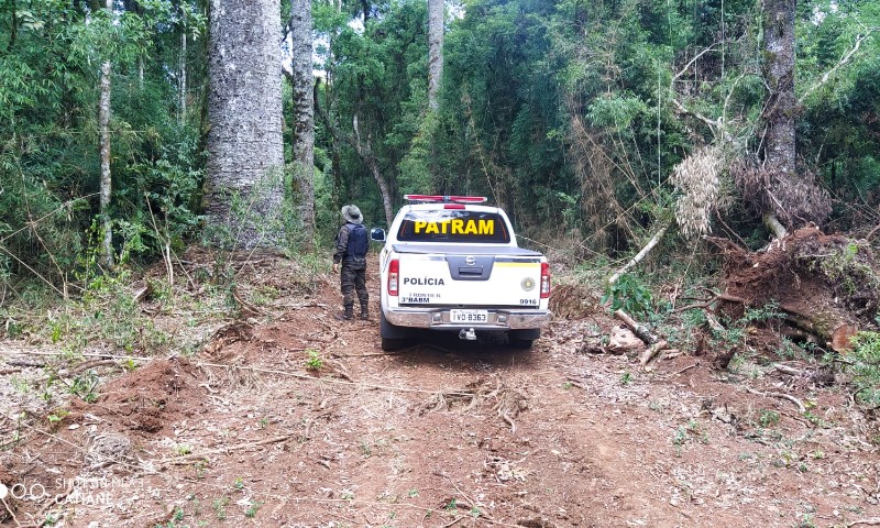 3° Batalhão Ambiental da Brigada Militar flagra destruição de vegetação nativa e depósito ilegal de Araucárias, em Vanini