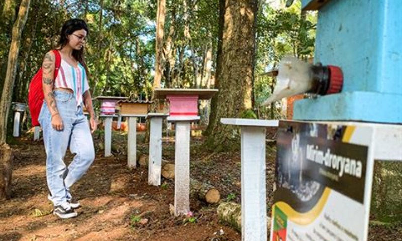 UPF tem local especialmente dedicado às abelhas sem ferrão