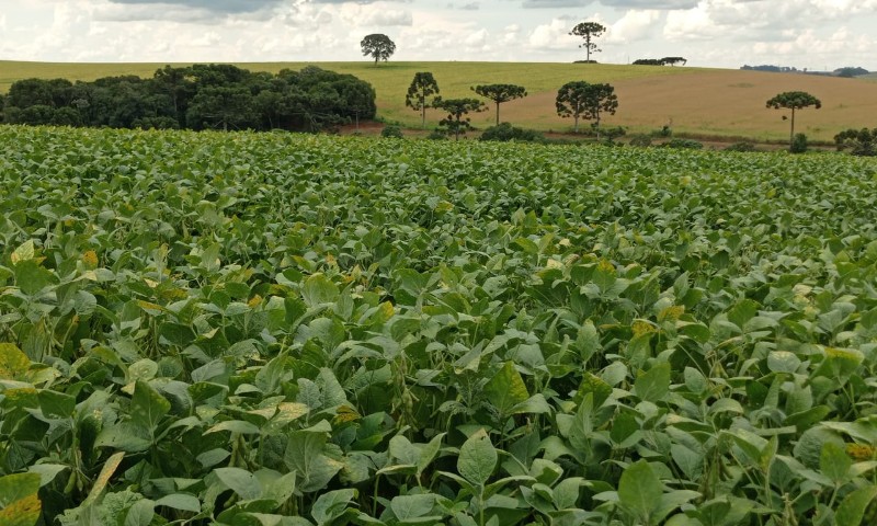Insuficiência de chuvas pode comprometer produtividade da soja