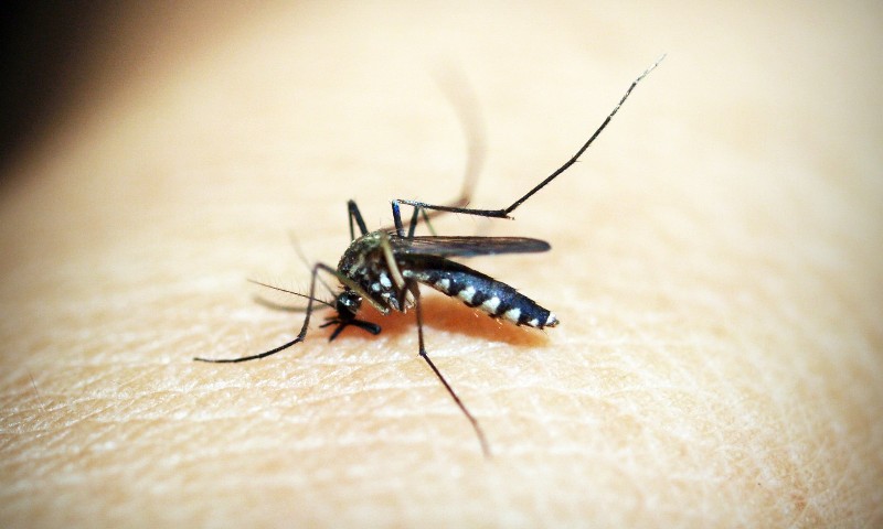 Confirmado primeiro óbito por dengue do RS em 2023