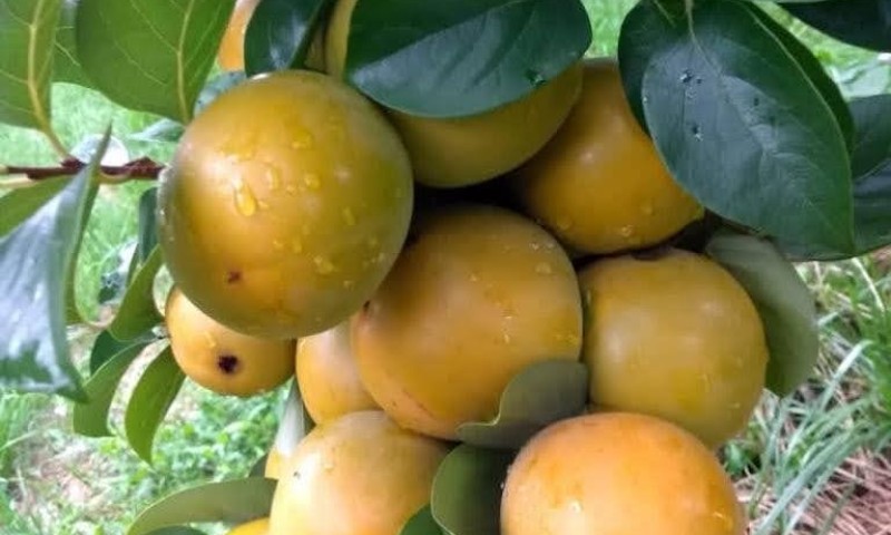Safra de caqui na Serra será menor, mas com valor mais elevado
