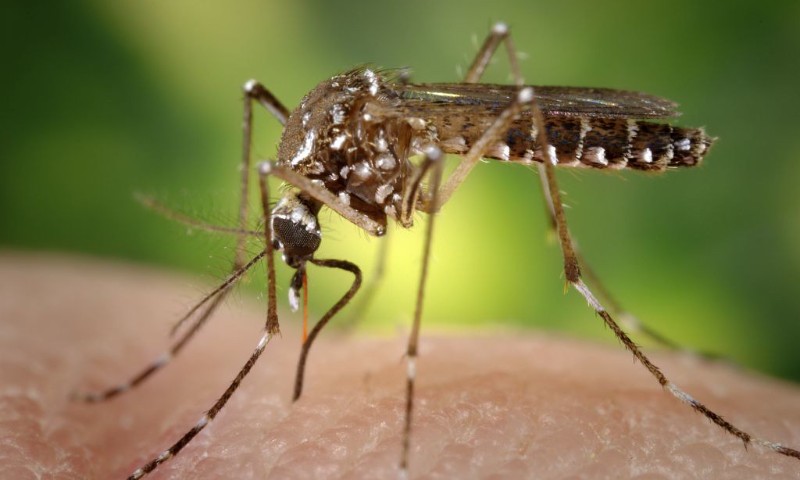 SAÚDE: Rio Grande do Sul registra terceira morte por dengue este ano