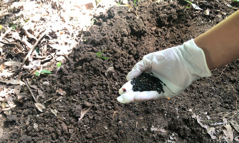 SAÚDE: Município da Serra Gaúcha investe em opção sustentável para o combate da dengue