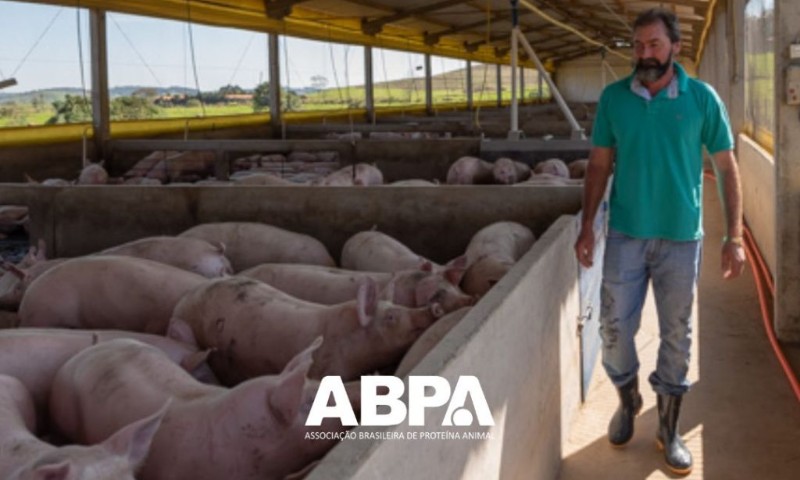 DIA DO SUINOCULTOR: Setor busca superação de tempestade e prevê recorde potencial nas exportações