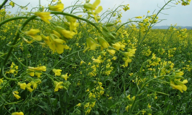 Com plantio concluído, canola tem bom desenvolvimento no RS