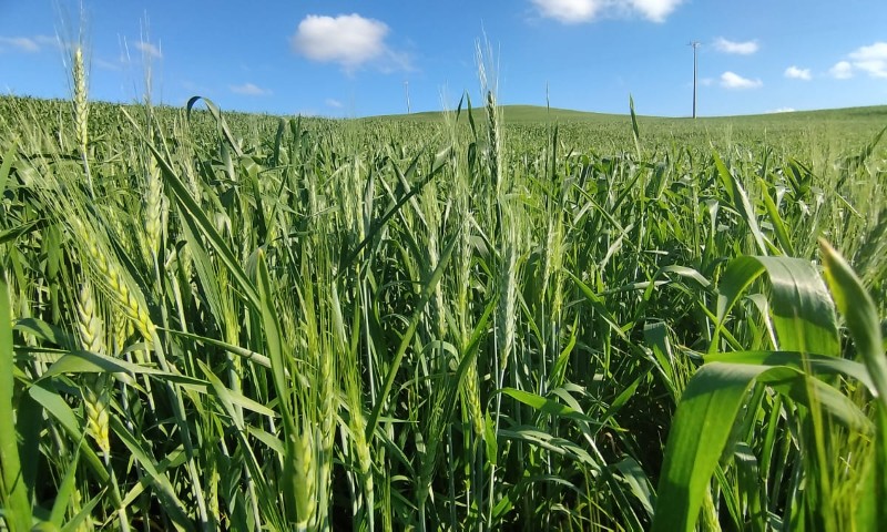 Plantio do trigo é finalizado no RS