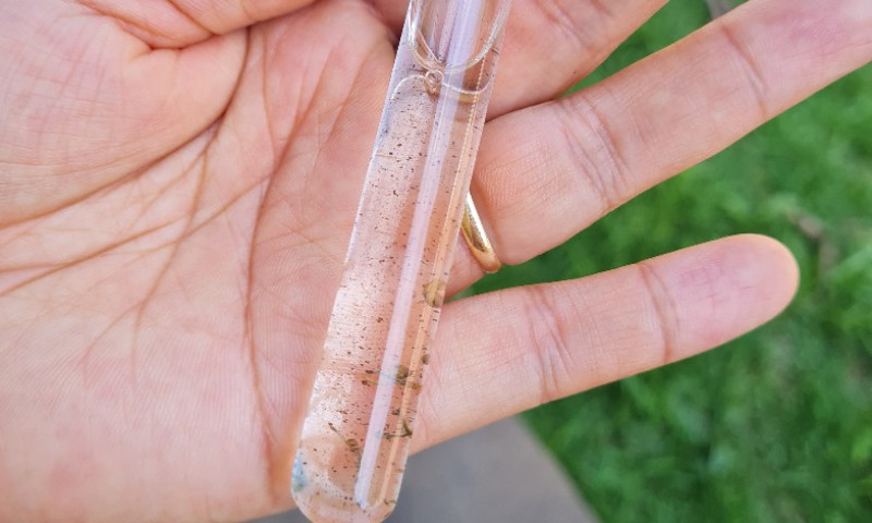 Vila Maria está com baixo risco para surtos de doenças transmitidas pelo Aedes Aegypti