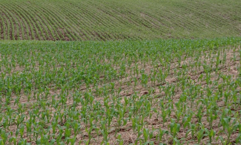 Plantio do milho atinge 70% da área prevista para RS