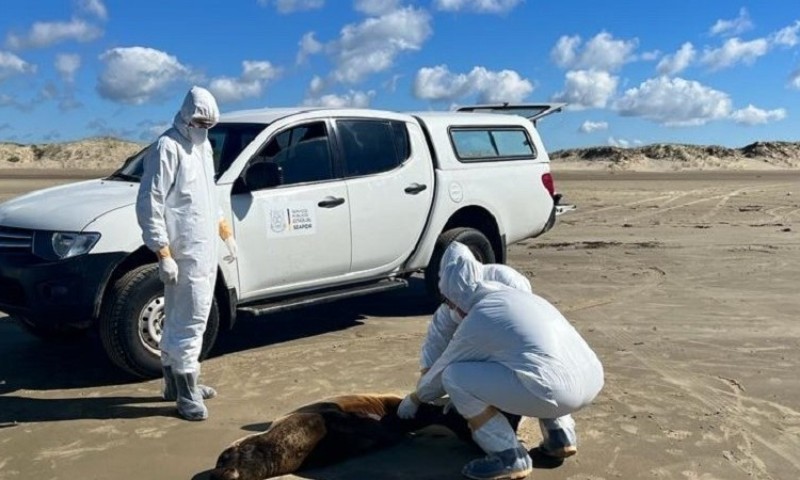 Gripe aviária demanda cuidados para quem está no litoral