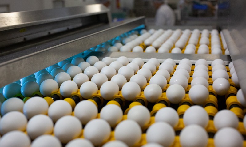 Exportações de ovos mantém alta de 173,7% em 2023