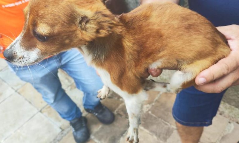 3º Batalhão Ambiental da Brigada Militar flagra maus-tratos a cães e gatos em Passo Fundo
