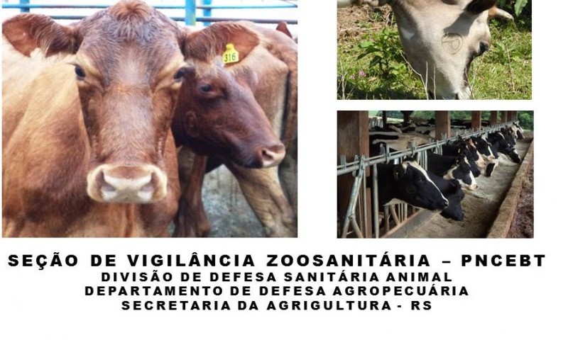 Vacina da brucelose é obrigatória. Atestado deve ser apresentado na Inspetoria Veterinária