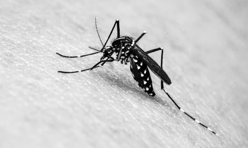 SAÚDE: Dengue volta a ser uma grande preocupação no Brasil