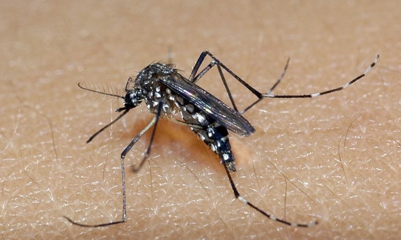 Vila Maria: confirmado primeiro caso de dengue em 2024