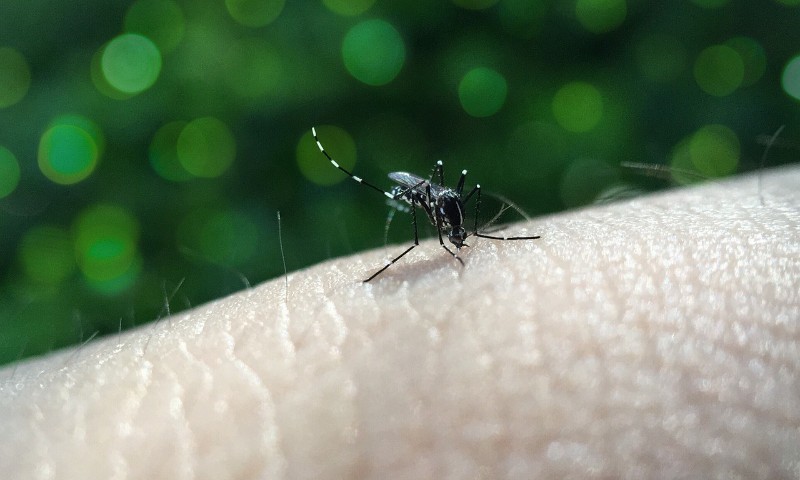 Quase 90% da população quer se vacinar contra dengue, diz pesquisa