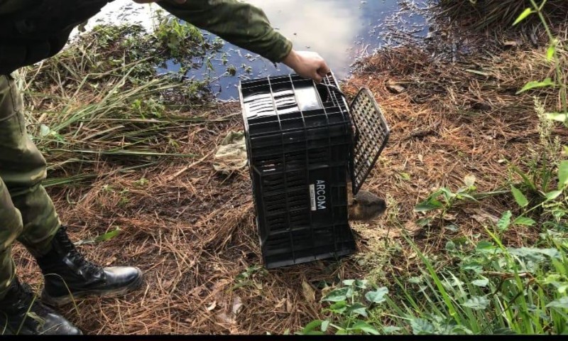 3º Batalhão Ambiental da Brigada Militar resgata um Ratão-do-banhado em Passo Fundo