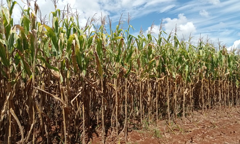 Colheita do milho chega a 68% da área plantada no RS
