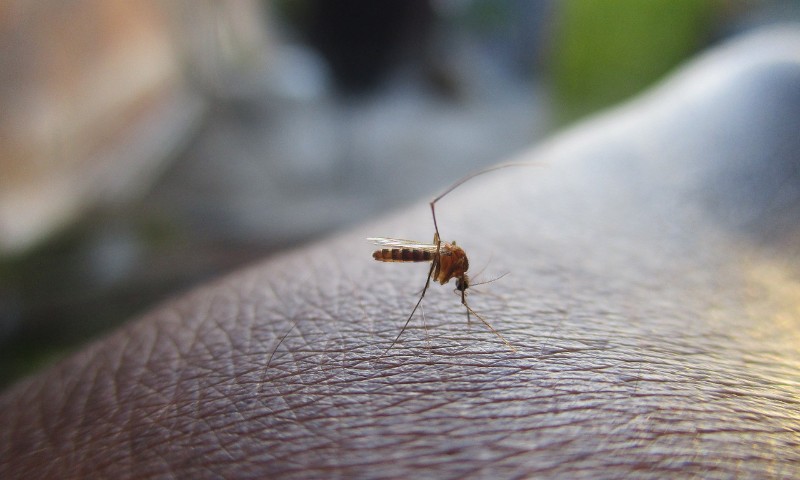 Brasil tem 391 mortes por dengue. Casos da doença já passam de 1,5 milhão
