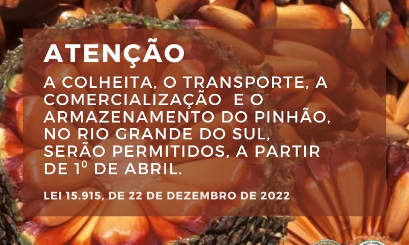 O Comando Ambiental da Brigada Militar reforça à população sobre a colheita, transporte, comercialização e armazenamento do pinhão fora de época