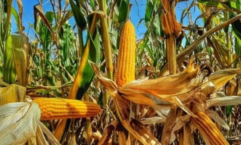 RURAL: Banco Central aprova mudanças no Proagro