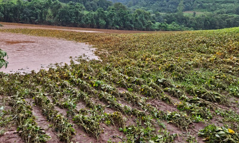 Chuvas torrenciais e enchentes afetam produção agropecuária no RS