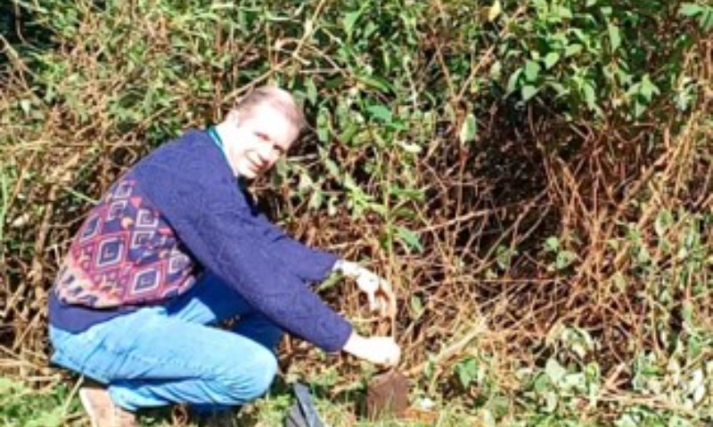Concurso vai identificar árvores gigantes de erva-mate no RS