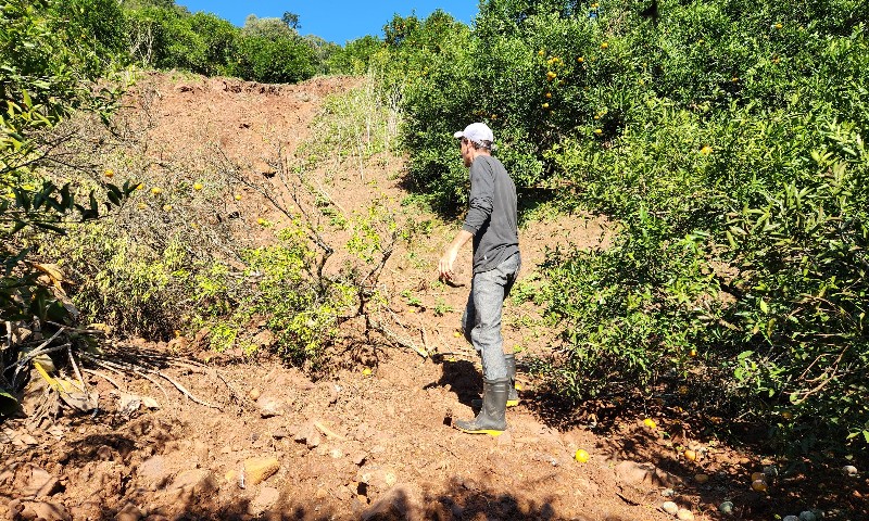 Produtores de citros enfrentam dificuldades e contabilizam prejuízos na Serra