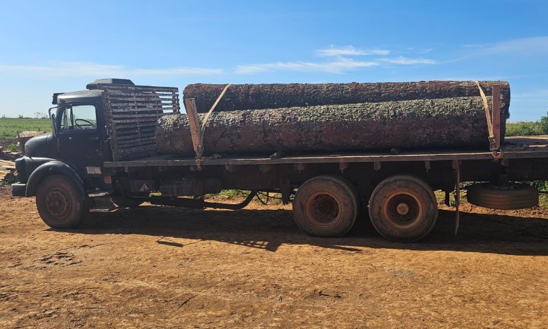 Brigada Militar flagra retirada ilegal de Araucárias em Mato Castelhano