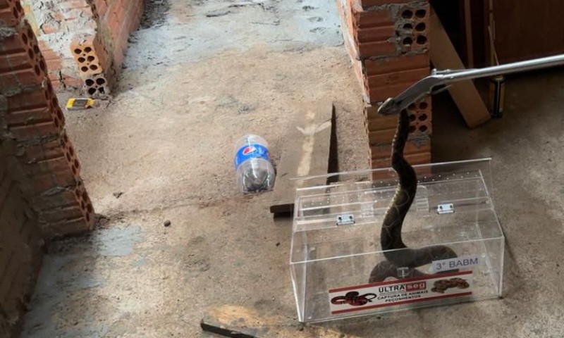 Brigada Militar resgata cobra Urutu-cruzeiro em residência de Passo Fundo